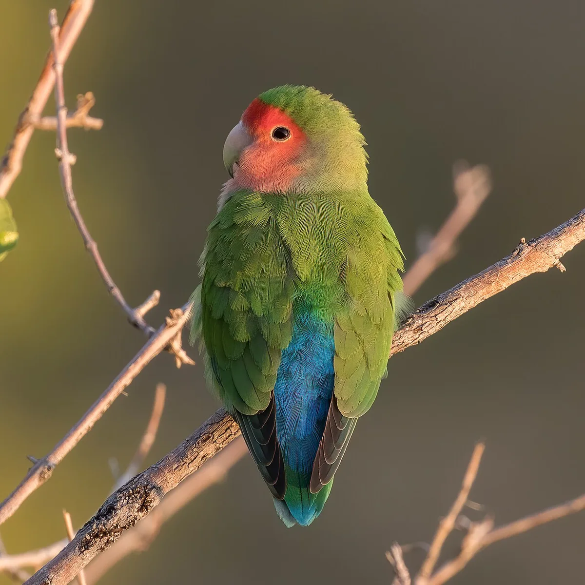 Agapornis met roze gezicht en groen verenkleed op een dunne tak