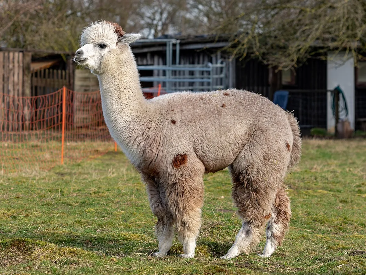 Lichtbruine alpaca staat in een omheinde weide