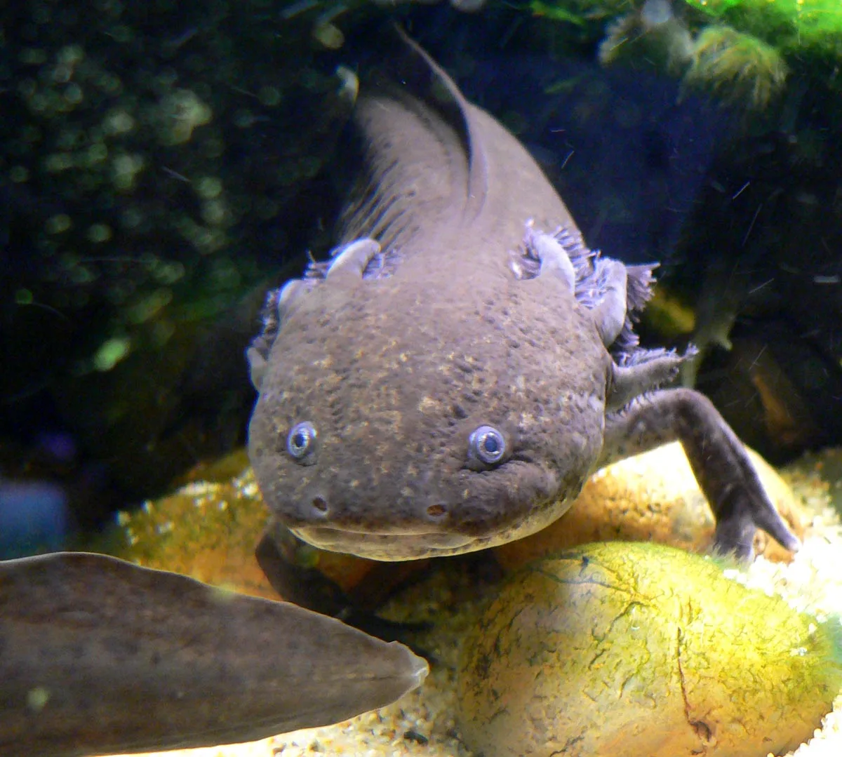 Axolotl met uitwaaierende kieuwtakken onder water