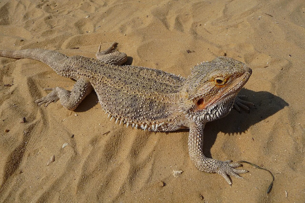 Baardagaam met stekelige keelbaard op zand