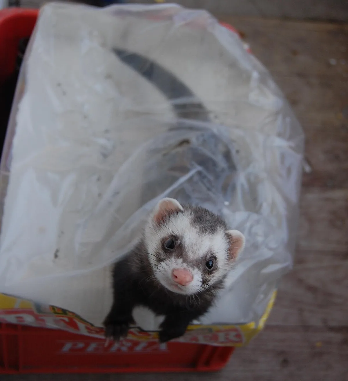 Fret met donker masker steekt zijn kop uit een doorzichtige plastic speeltunnel