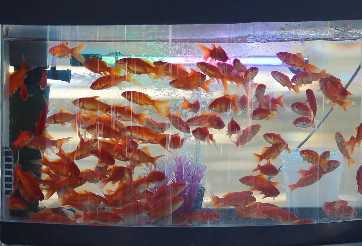 Aquarium met een groep oranje goudvissen