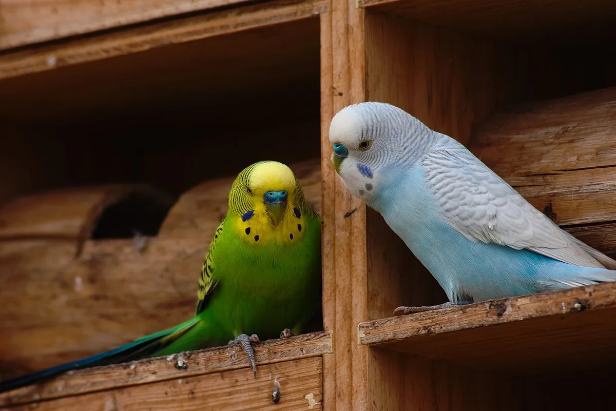 Groengele en blauwe grasparkiet bij een houten broedblok
