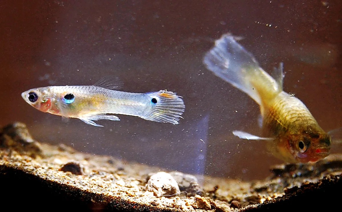 Twee guppy's in een aquarium, waarvan een met een gekleurde staartvin