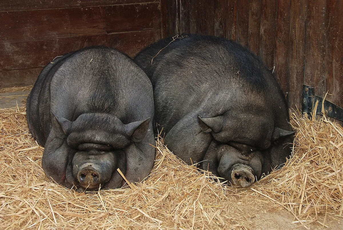 Twee hangbuikzwijnen liggen te slapen op stro in een stal