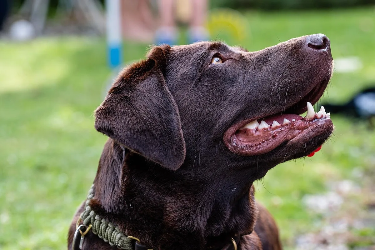 Chocoladebruine labrador in profiel met open bek, buiten in het gras