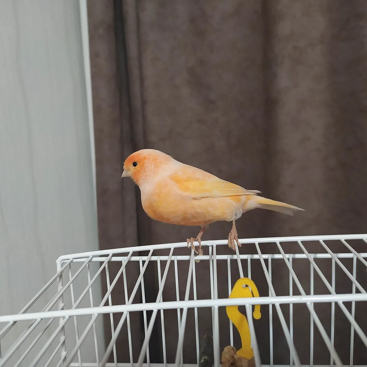 Oranjegele kanarie zit op de rand van een kooi