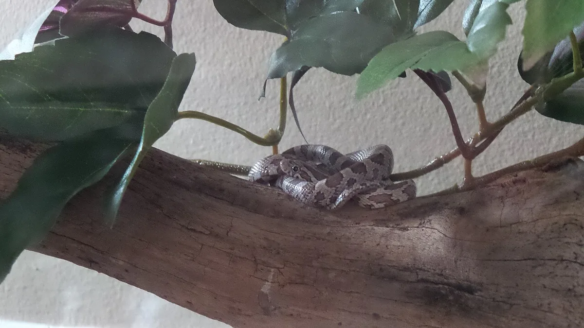 Lichtgekleurde korenslang opgerold op een tak in een terrarium