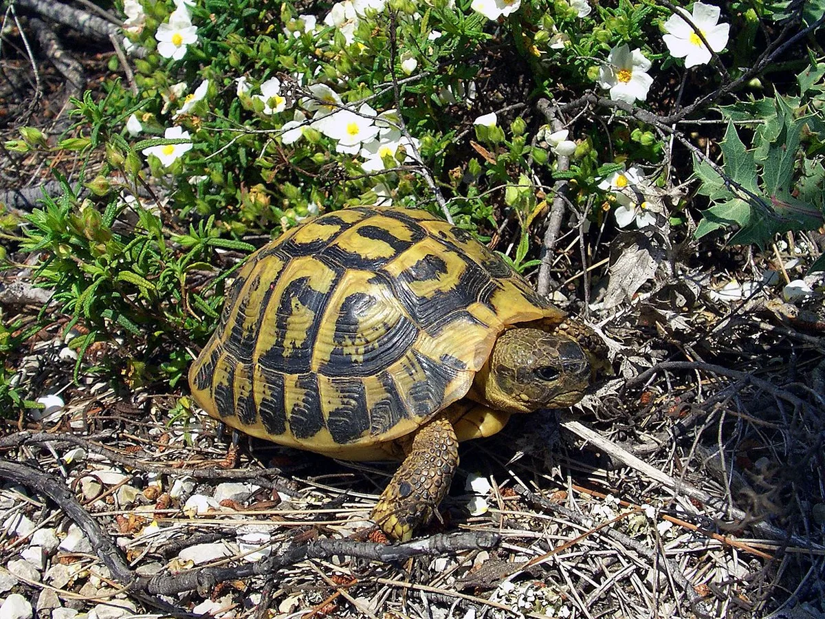 Griekse landschildpad loopt tussen lage planten met witte bloemen