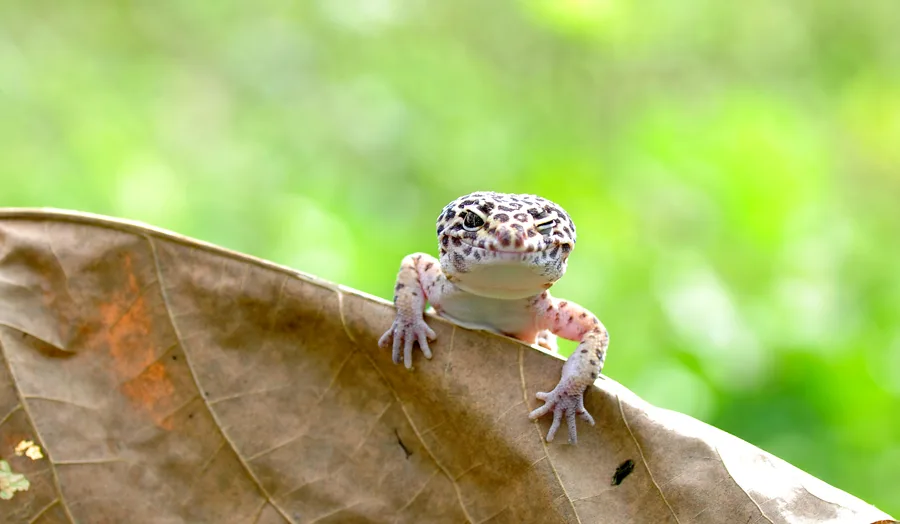 Luipaardgekko met zwarte vlekken klimt over een droog blad