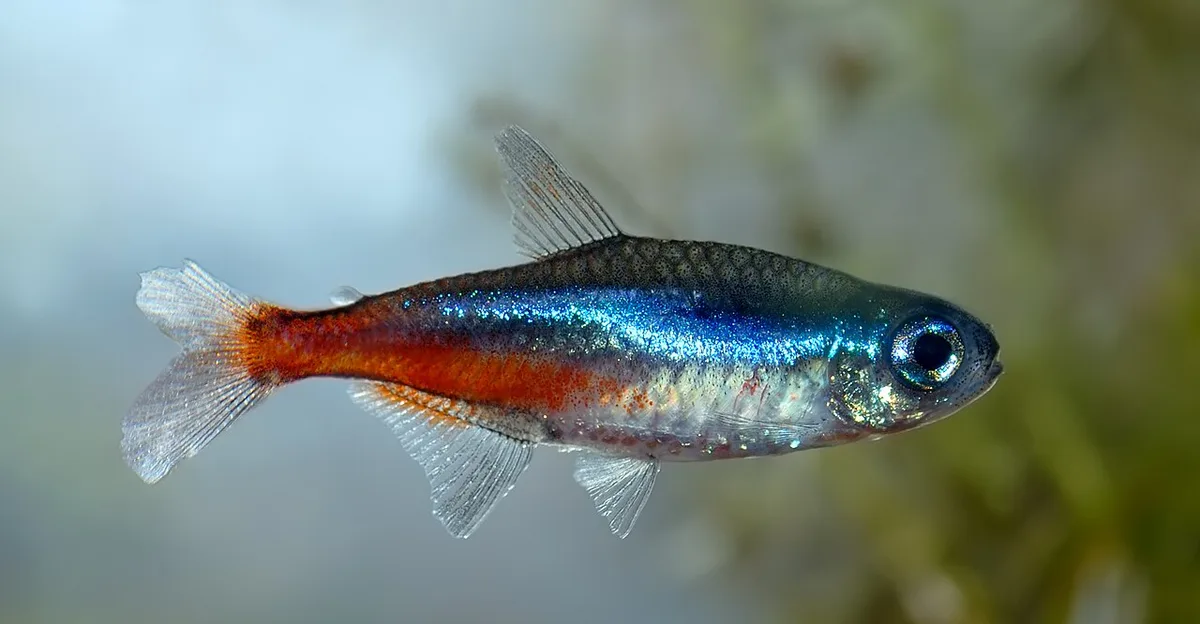 Neontetra met blauwe lengtestreep en rood achterlijf