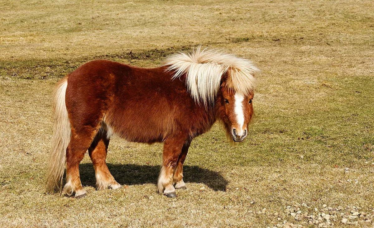 Roodbruine shetlandpony met lichte manen op een kaal weiland