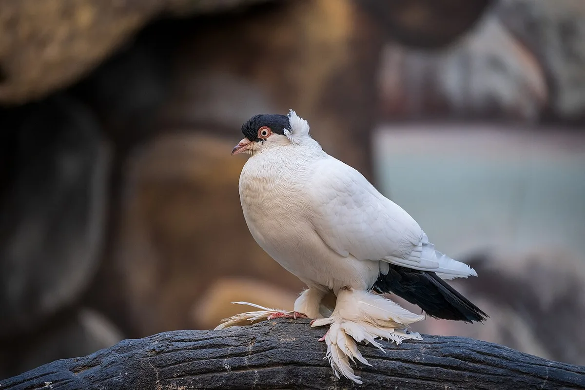 Witte sierduif met zwarte staartveren en bevederde poten op een tak