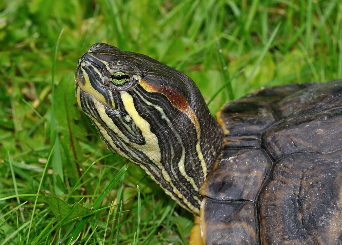 Kop van een roodwangschildpad met de rode vlek achter het oog